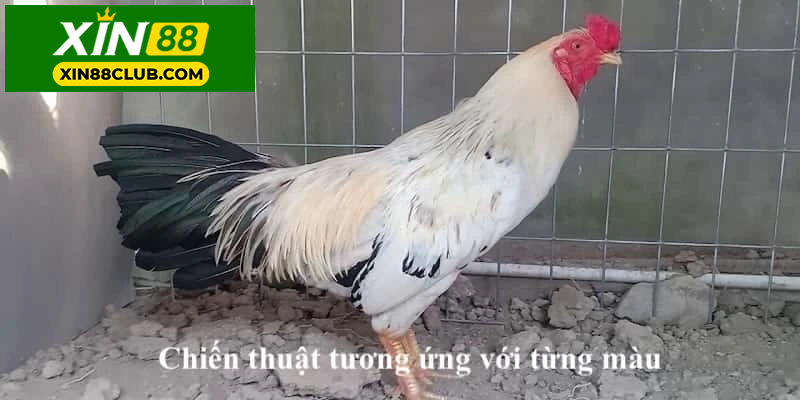 Chiến thuật tương ứng với từng màu